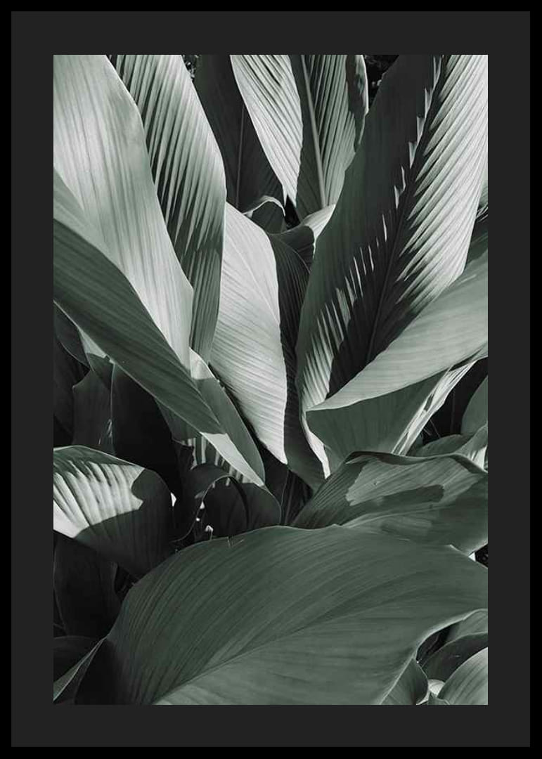 Close-up van grote bananenbladeren in dofgroene tinten-12