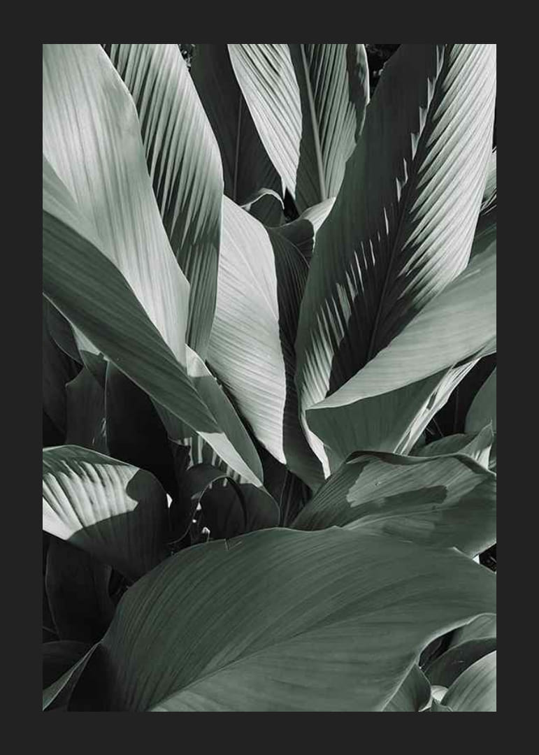 Close-up van grote bananenbladeren in dofgroene tinten-12
