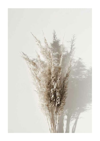 Poszter Dry Reeds No1