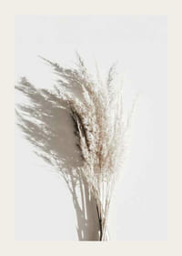 Photographie de pailles de roseau beiges séchées avec une ombre claire-3