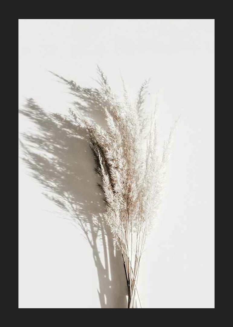 Photographie de pailles de roseau beiges séchées avec une ombre claire-12