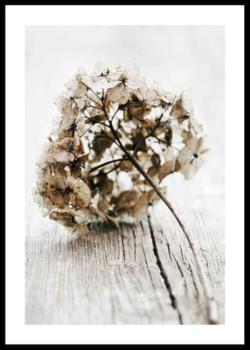 Poster Dried Field Flower No1