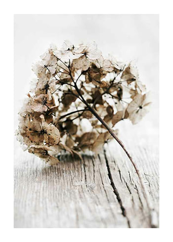 Poster Dried Field Flower No1