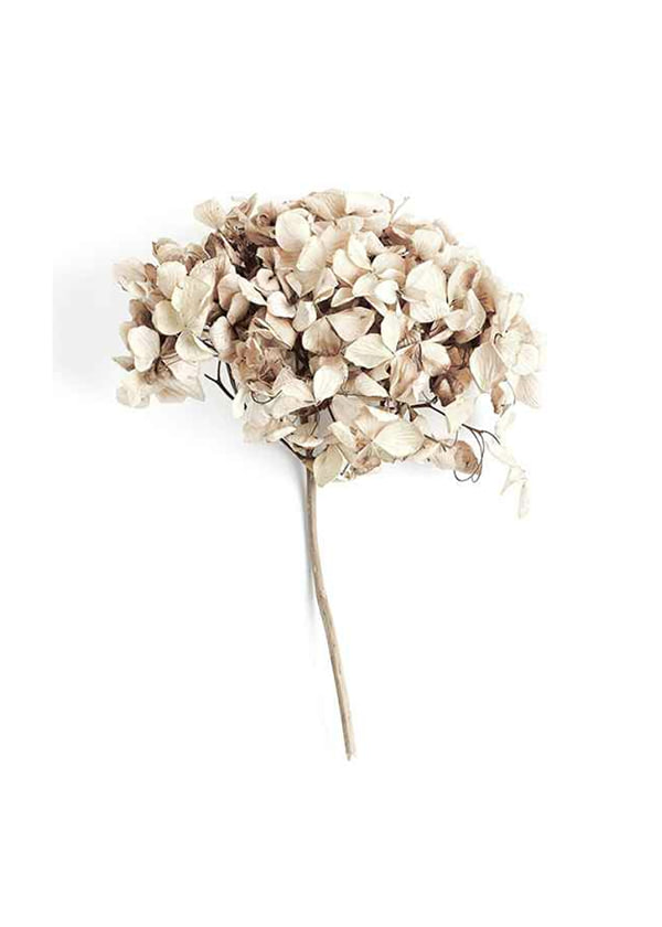 Plakāts Dried Field Flower No2