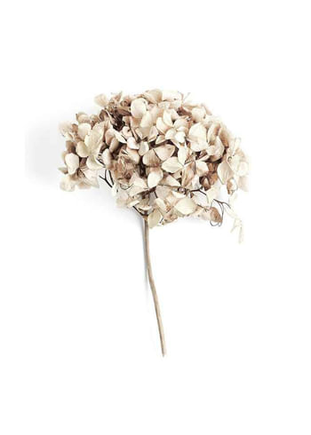 Póster Dried Field Flower No2