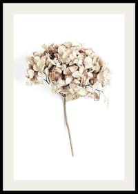 Fotografia sušeného kvetu béžovej hortenzie na bielom pozadí-2