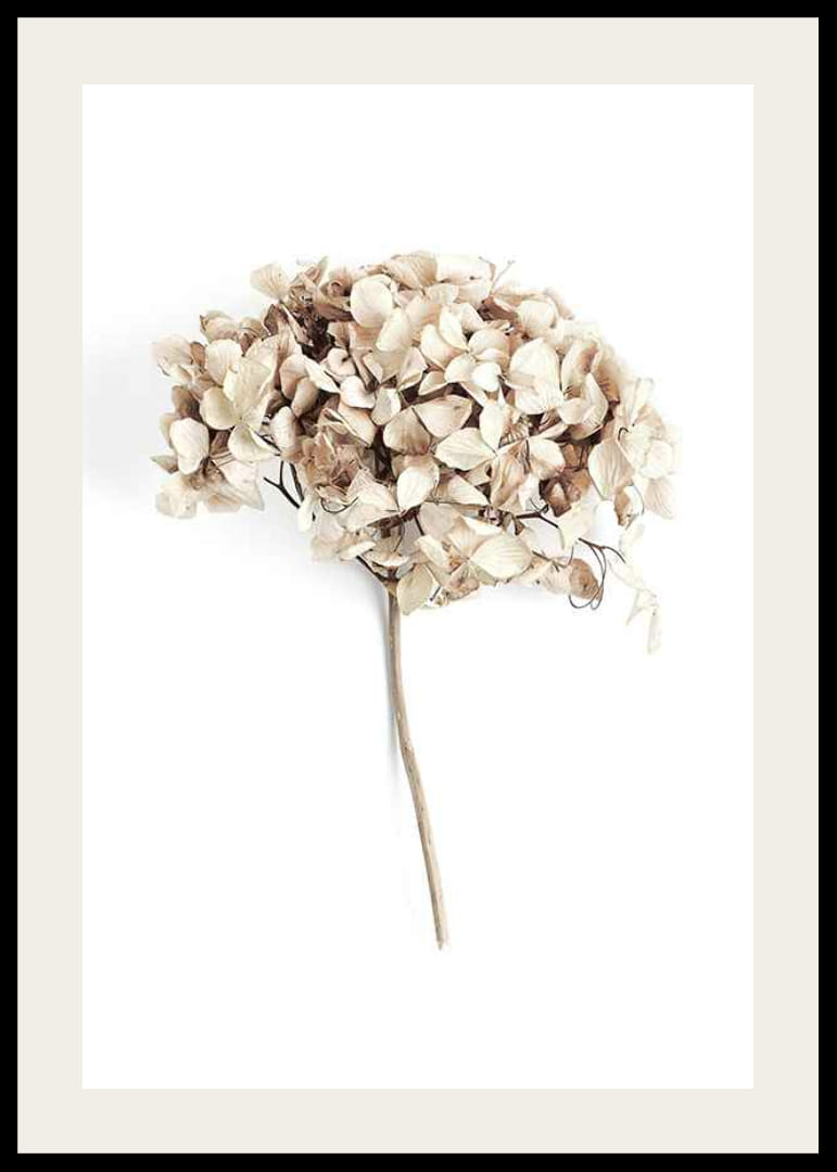 Fotografia sušeného kvetu béžovej hortenzie na bielom pozadí-12