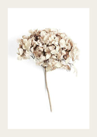 Fotografia sušeného kvetu béžovej hortenzie na bielom pozadí-3