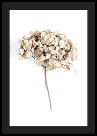 Fotografia sušeného kvetu béžovej hortenzie na bielom pozadí-4