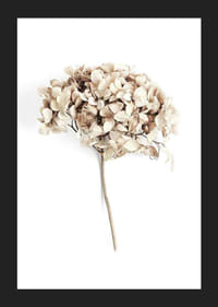 Fotografia sušeného kvetu béžovej hortenzie na bielom pozadí-5