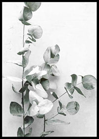Photographic close-up of eucalyptus against light gray background-6