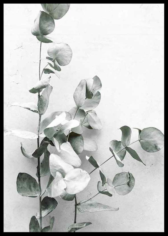 Photographic close-up of eucalyptus against light gray background-12