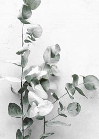 Photographic close-up of eucalyptus against light gray background-7