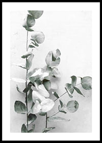 Photographic close-up of eucalyptus against light gray background-0