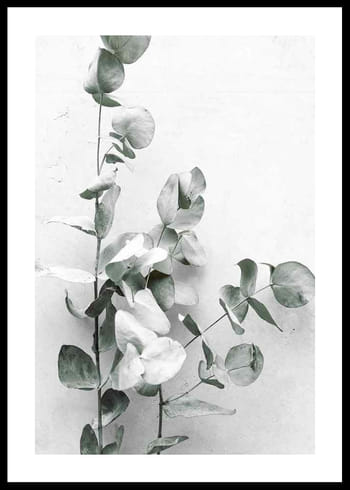 Poster Eucalyptus No4
