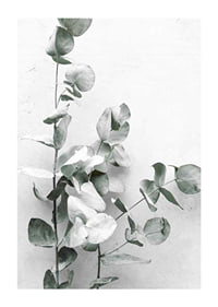 Photographic close-up of eucalyptus against light gray background-1