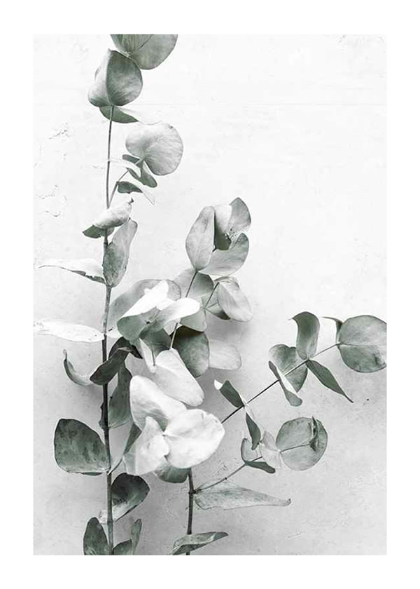 Plakāts Eucalyptus No4