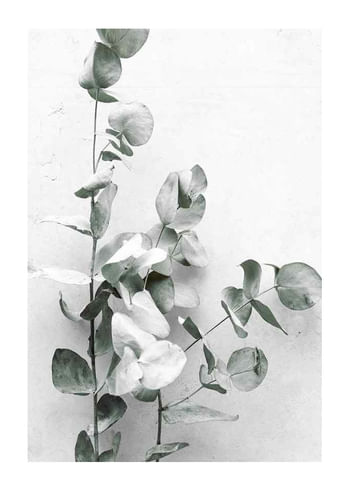 Poster Eucalyptus No4
