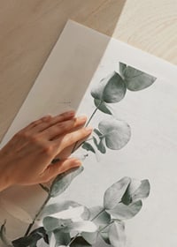 Photographic close-up of eucalyptus against light gray background-9