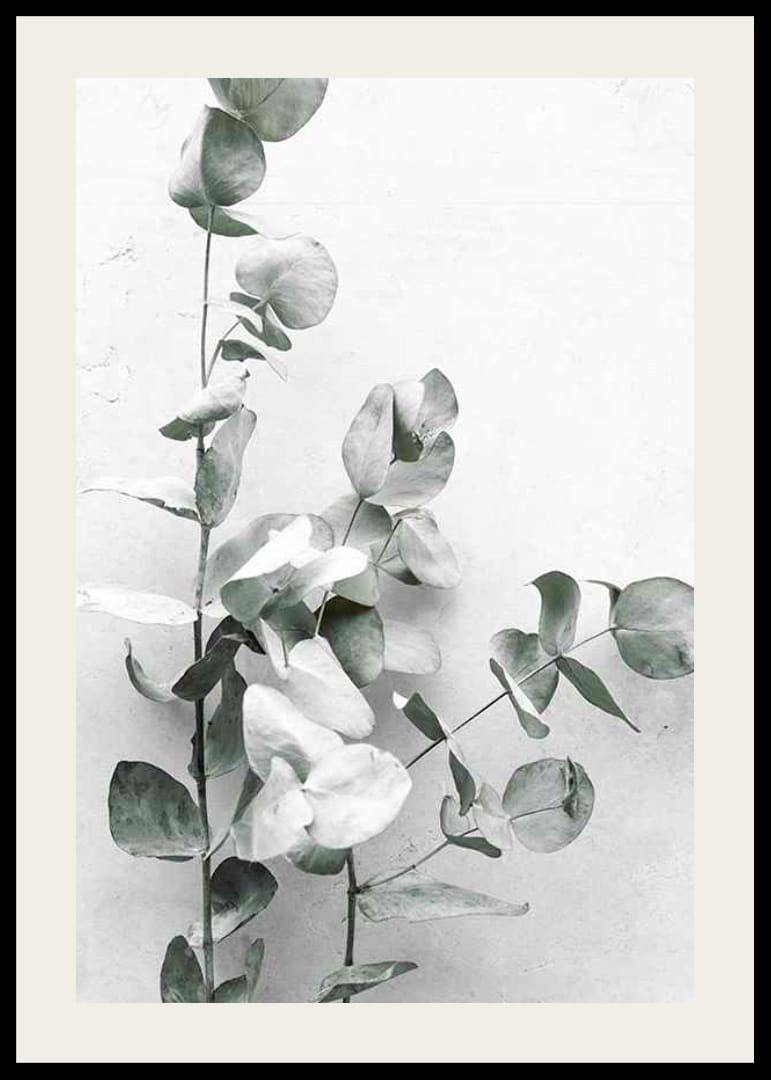 Gros plan photographique d'eucalyptus sur fond gris clair-12