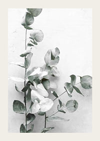 Photographic close-up of eucalyptus against light gray background-3