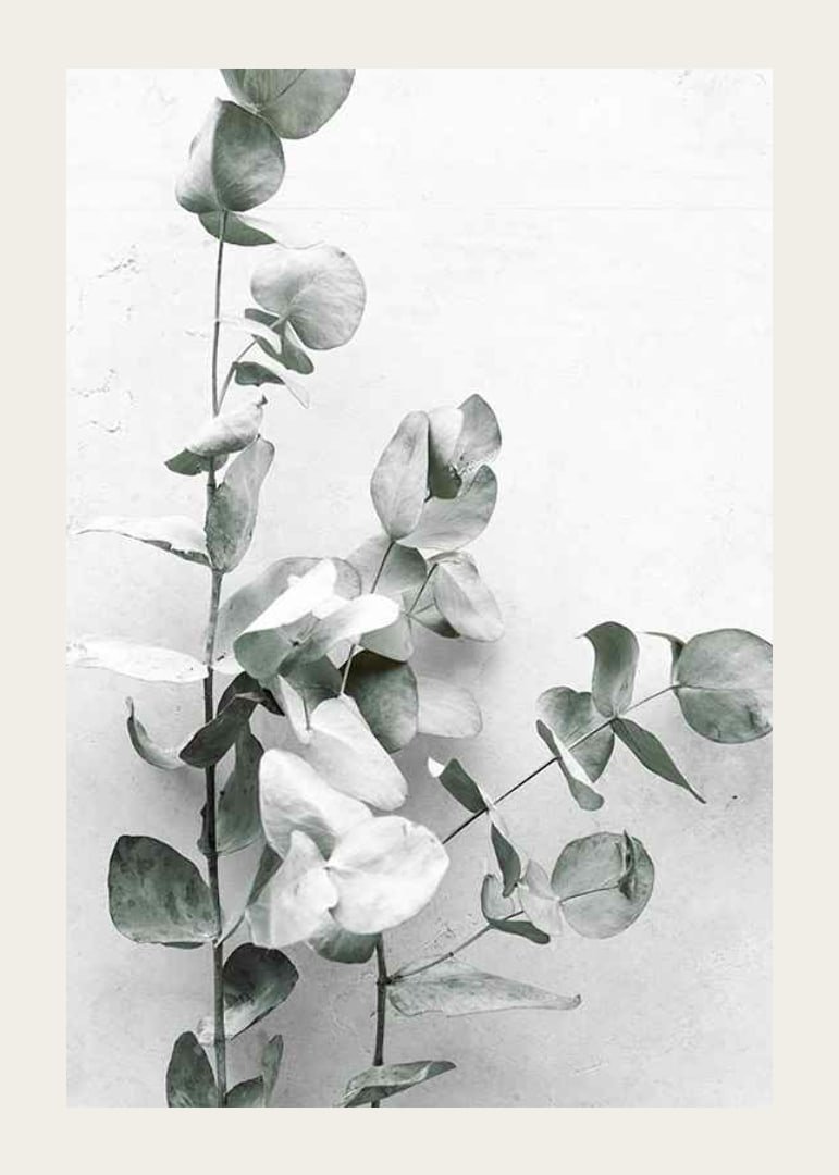 Photographic close-up of eucalyptus against light gray background-12