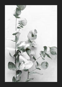 Gros plan photographique d'eucalyptus sur fond gris clair-5