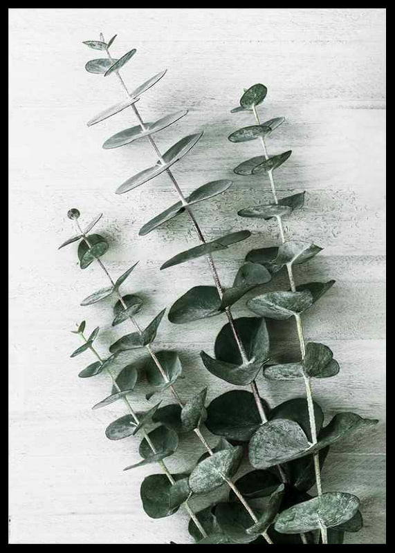 Photograph of eucalyptus leaves against light textured background-12