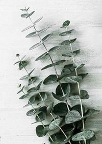 Photograph of eucalyptus leaves against light textured background-7