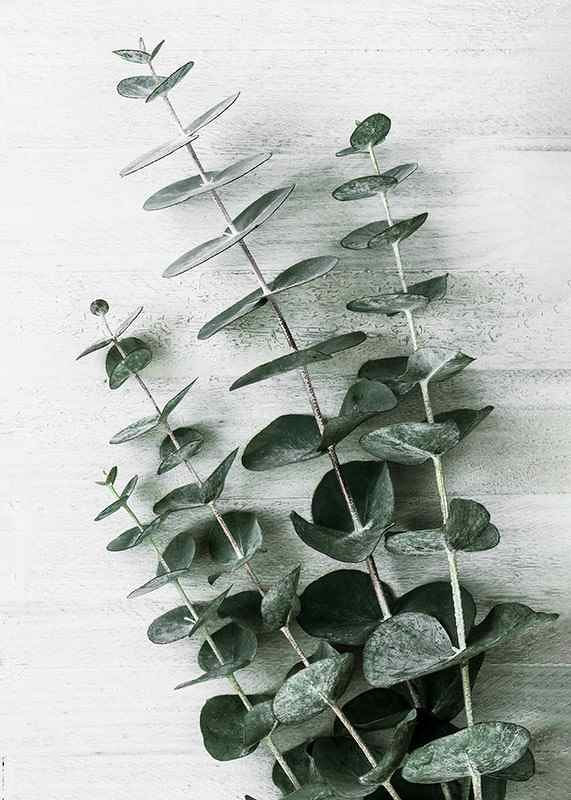 Photograph of eucalyptus leaves against light textured background-12