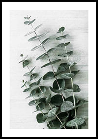 Photograph of eucalyptus leaves against light textured background-0