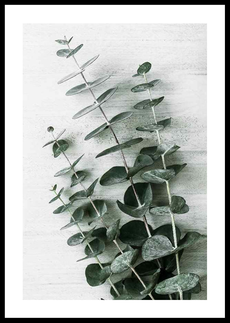 Photograph of eucalyptus leaves against light textured background-12