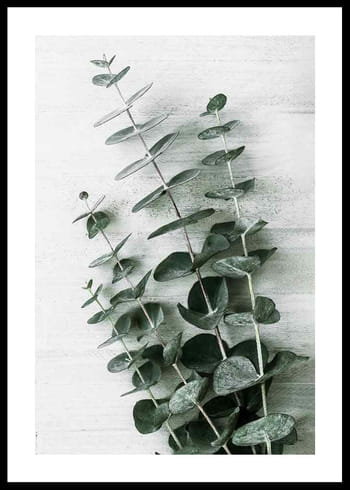 Plakat Eucalyptus No6