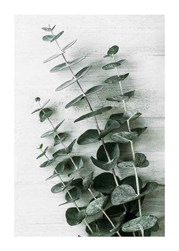 Plakat Eucalyptus No6