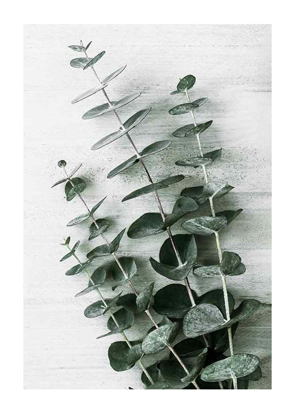 Plakāts Eucalyptus No6