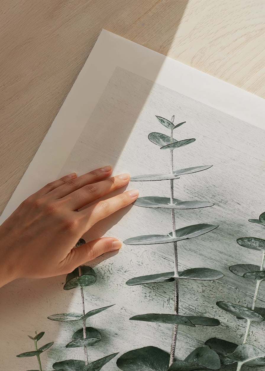 Photograph of eucalyptus leaves against light textured background-12