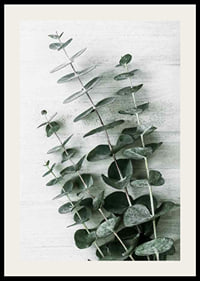 Photograph of eucalyptus leaves against light textured background-2