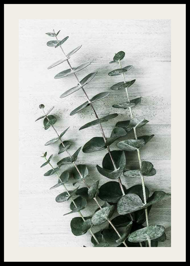 Photograph of eucalyptus leaves against light textured background-12
