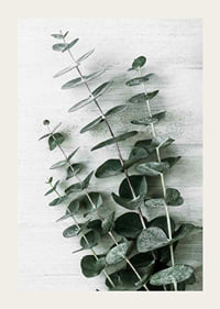 Photograph of eucalyptus leaves against light textured background-3