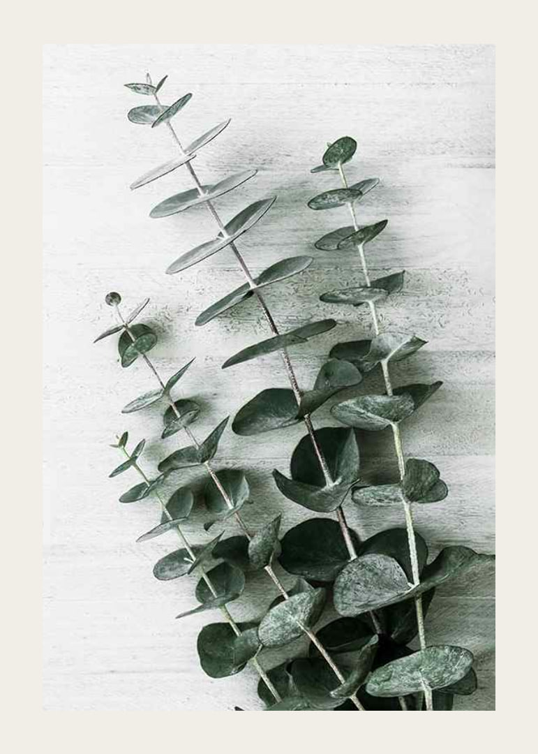 Photograph of eucalyptus leaves against light textured background-12