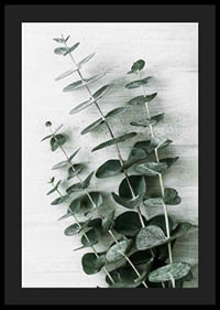 Photograph of eucalyptus leaves against light textured background-4
