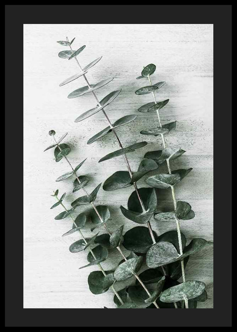 Foto van eucalyptusbladeren tegen een licht gestructureerde achtergrond-12