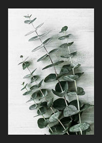Photograph of eucalyptus leaves against light textured background-5