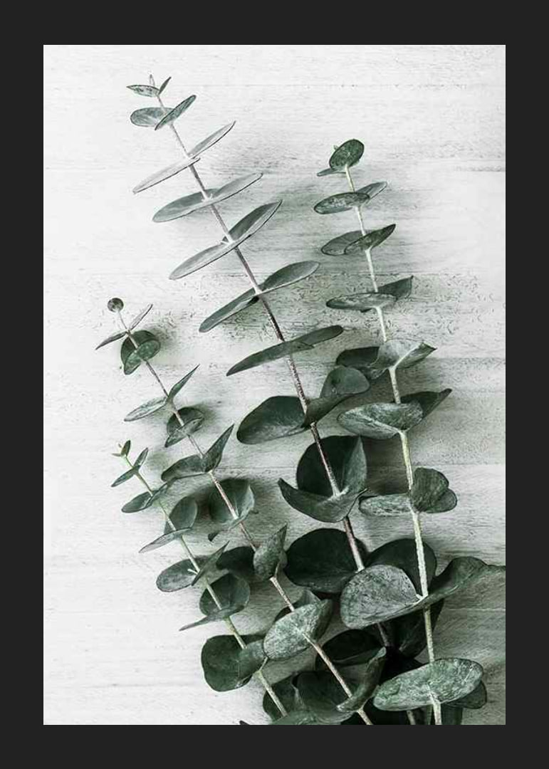 Photograph of eucalyptus leaves against light textured background-12