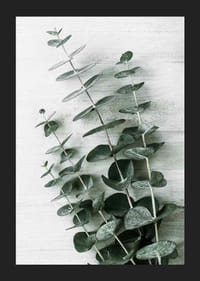 Foto van eucalyptusbladeren tegen een licht gestructureerde achtergrond-5