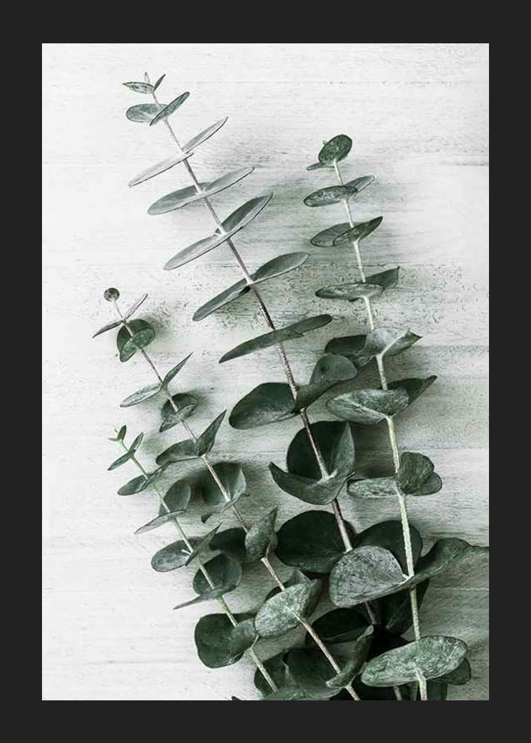 Foto van eucalyptusbladeren tegen een licht gestructureerde achtergrond-12