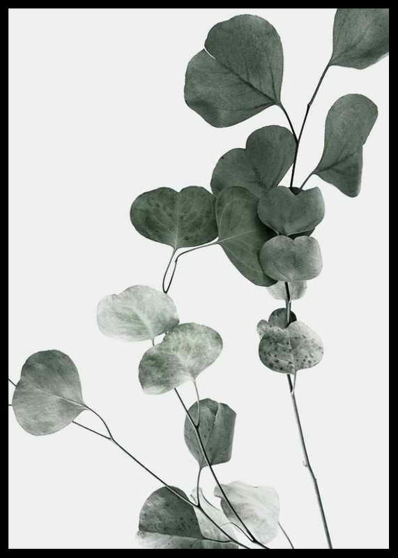 Photographic close-up of eucalyptus leaves against light background-12