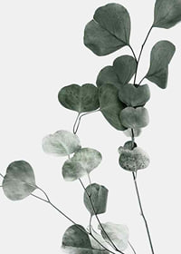 Photographic close-up of eucalyptus leaves against light background-7