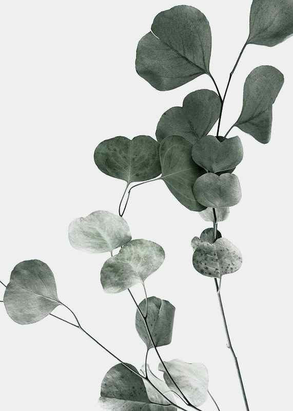 Photographic close-up of eucalyptus leaves against light background-12