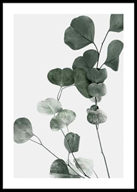 Photographic close-up of eucalyptus leaves against light background-0